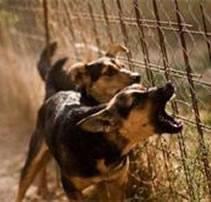 dogs barking at fence