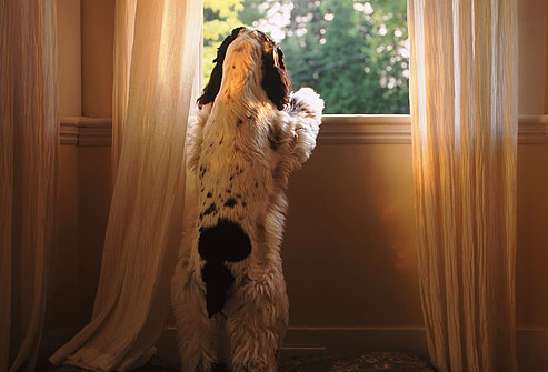 How to help a dog with Separation Anxiety